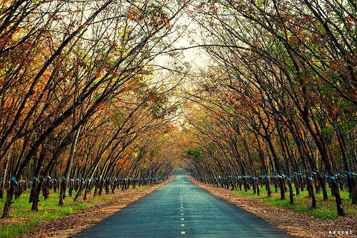 Xao xuyến cao su mùa rụng lá