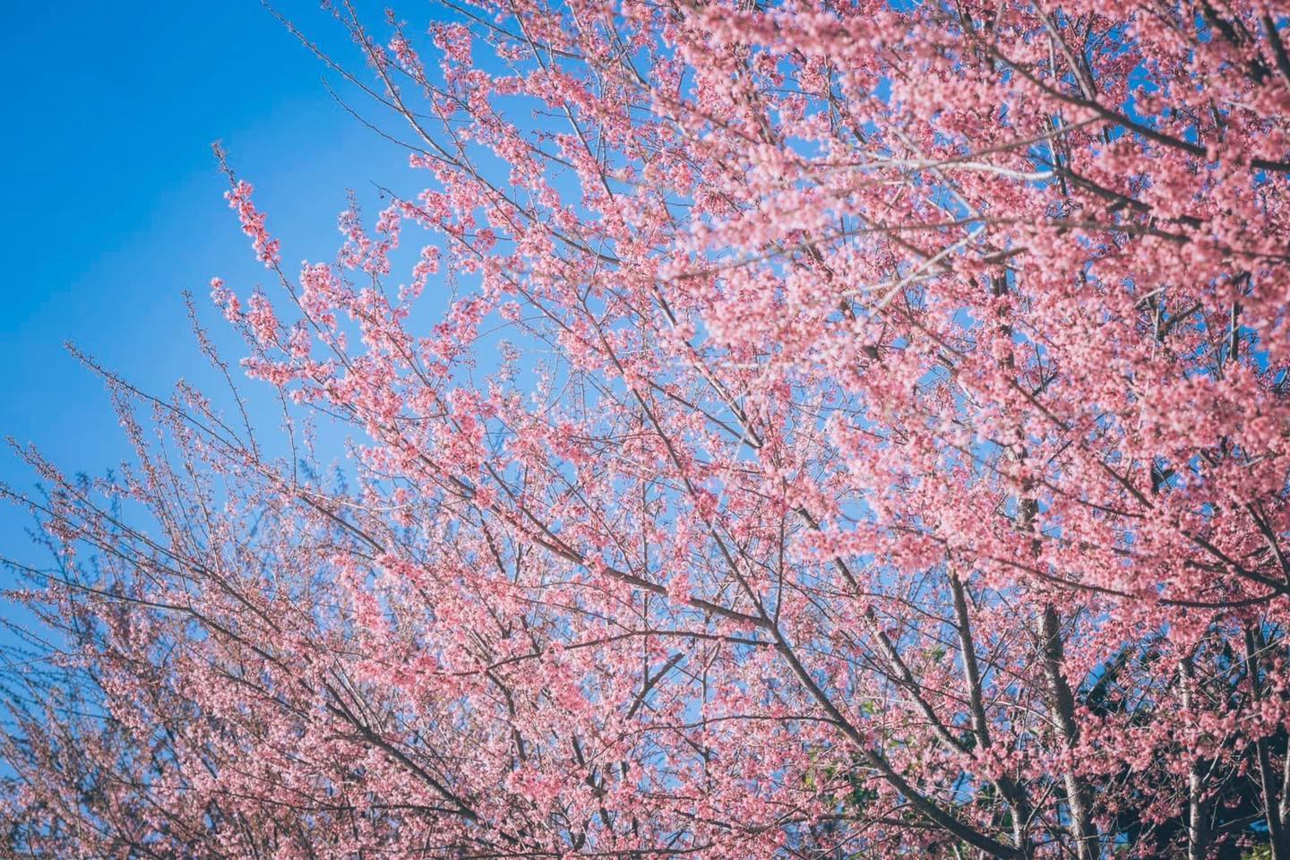 Rực rỡ sắc hoa anh đào Mộc Châu