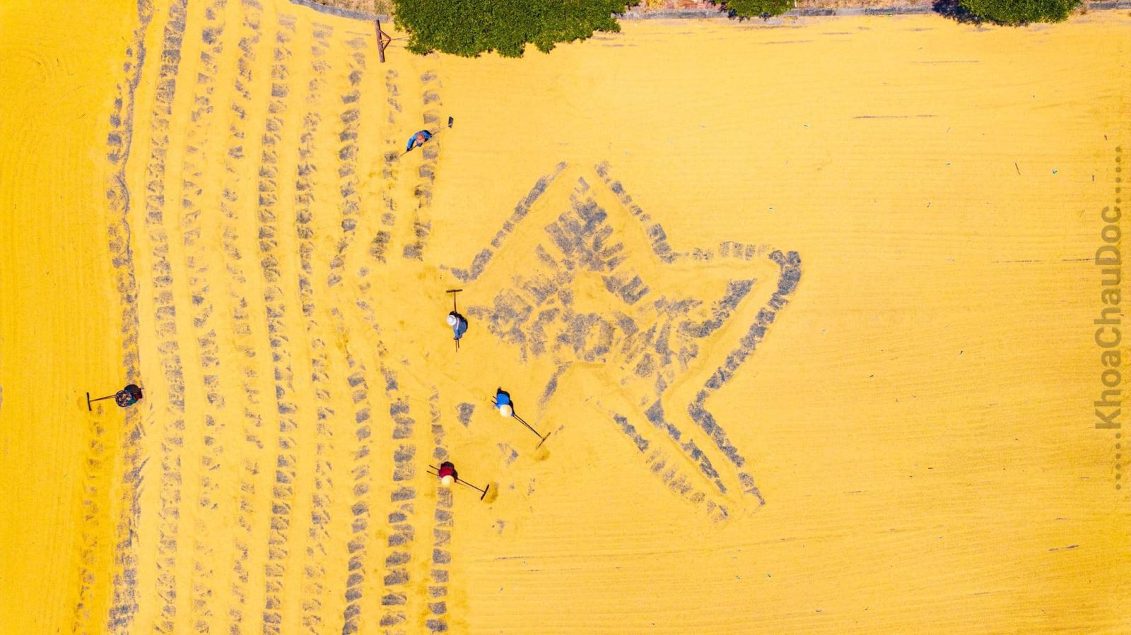 Mùa lúa vàng ở Ninh Phước