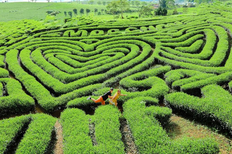 Đồi chè trái tim Mộc Châu xanh ngút tầm mắt