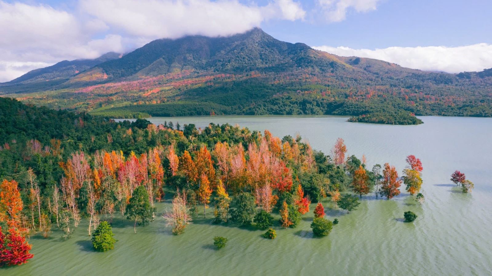 Rừng phong hương đỏ Quảng Trị mùa thay lá