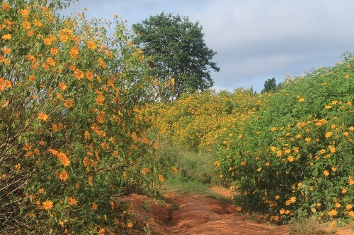 Các điểm rực vàng sắc hoa dã quỳ ở Đà Lạt