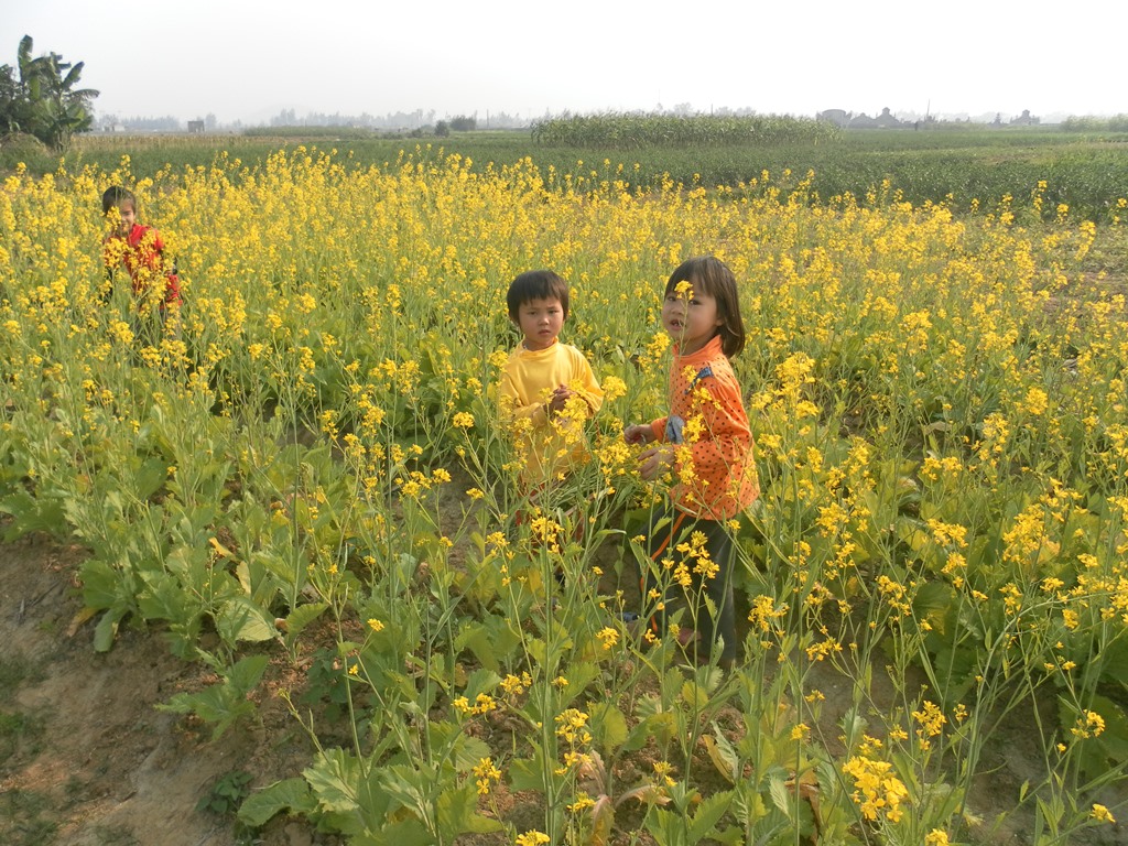 Mẹ và vườn cải