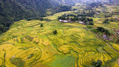 Sắc vàng khắp thung lũng Mường Hoa mùa lúa chín