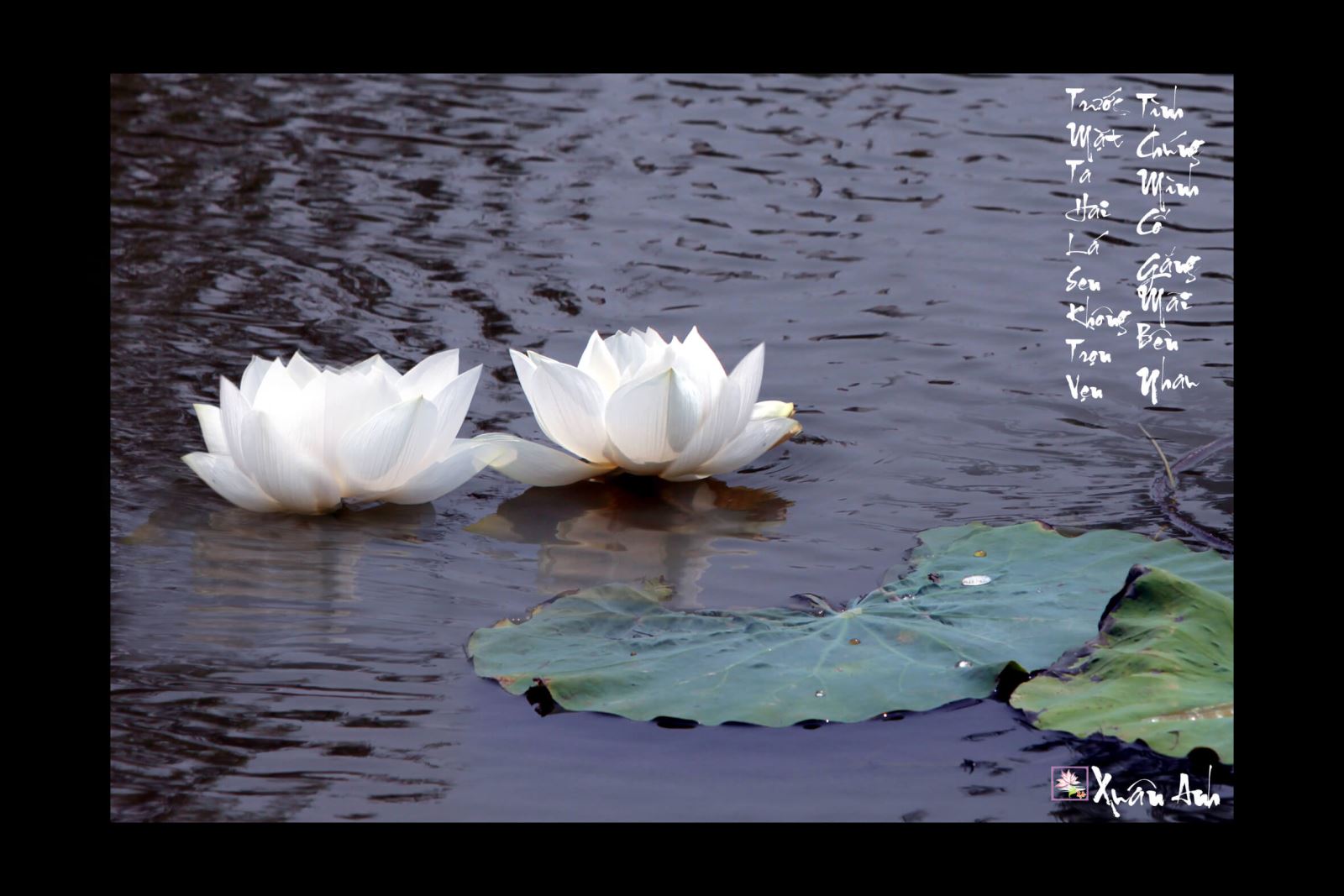 Những tuyệt tác tranh Sen của nhiếp ảnh Xuân Anh