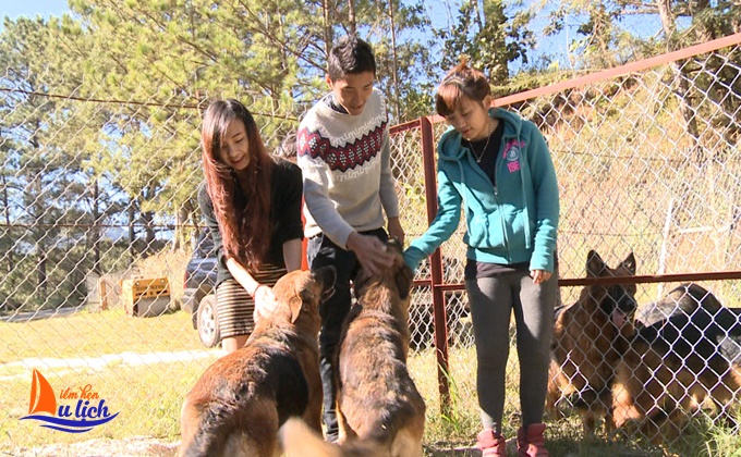 Tham quan trang trại chó Berger và Alaska  lớn nhất Việt Nam tại Đà Lạt