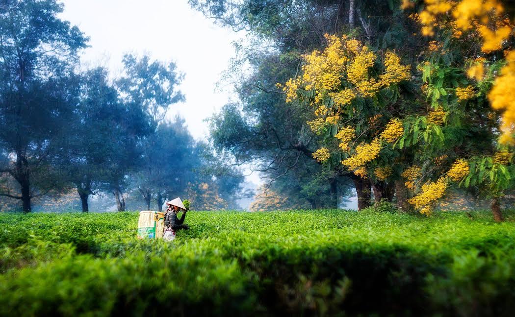 Gia Lai: thẫn thờ trước vẻ đẹp của hoa muồng đen tháng 9