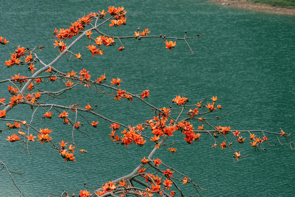 Chùa Thầy - “cái nôi” của bộ môn nghệ thuật múa rối nước