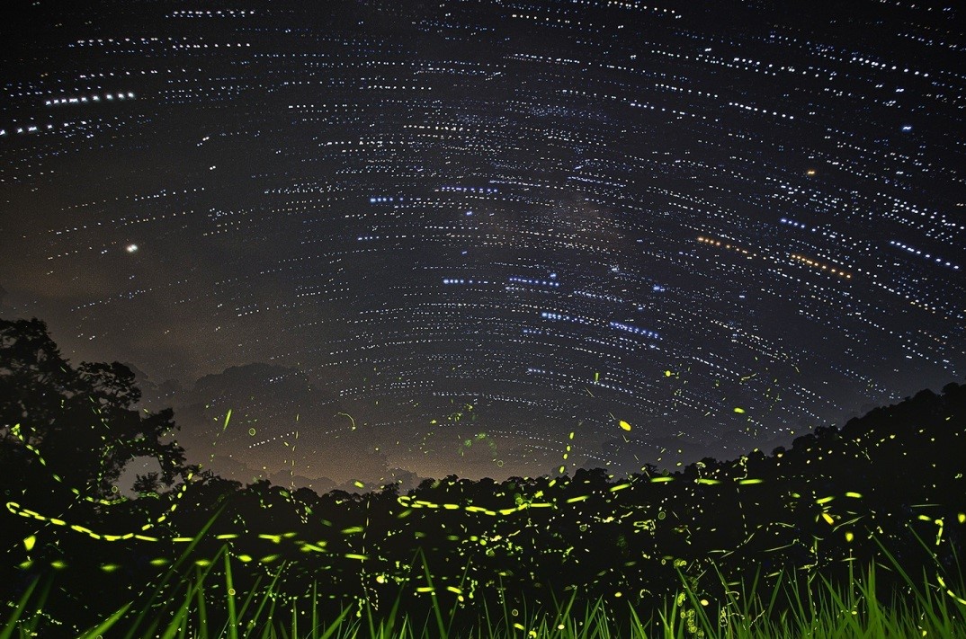 Vũ điệu ánh sáng siêu lung linh của đom đóm Ninh Bình