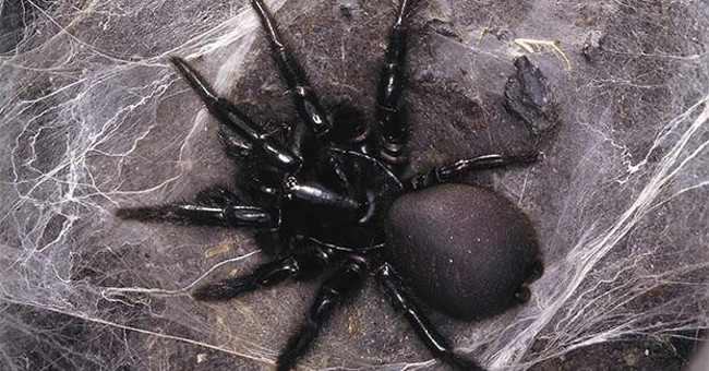 12 loài nhện độc đáng sợ nhất với con người