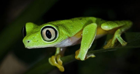 Bạn cần biết những động vật sẽ tuyệt chủng nếu con người không bảo vệ