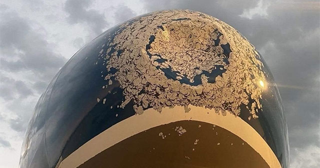 Bạn có biết vì sao chim có thể làm rơi máy bay không?