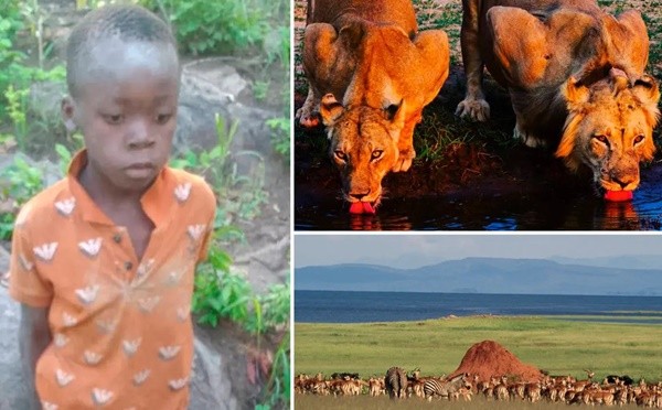 Câu bé châu phi sống sót sau nhiều ngày ở với 40 con sư tử