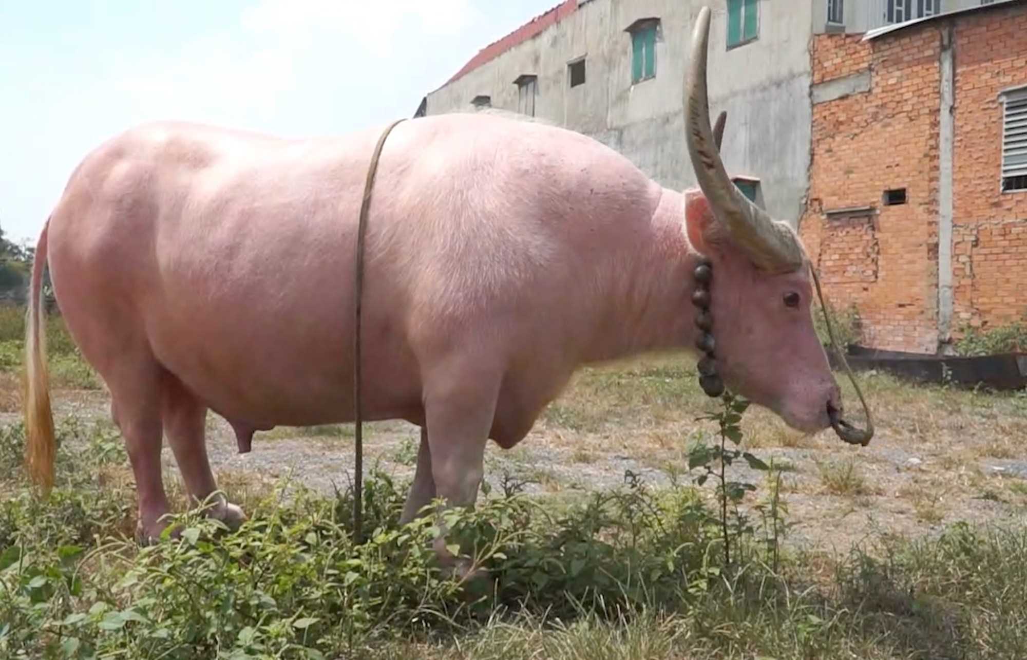 Chú Trâu hồng độc lạ, trả 20 tỷ đồng chủ nhân cũng không bán