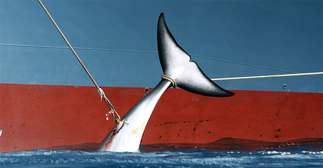 Dù bị dư luận thế giới lên án những vì sao nhiều quốc gia vẫn săn bắt cá voi