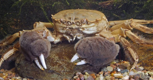 EU chi bội tiền để săn lùng và tiêu hủy hàng triệu con cua lông Trung Quốc?