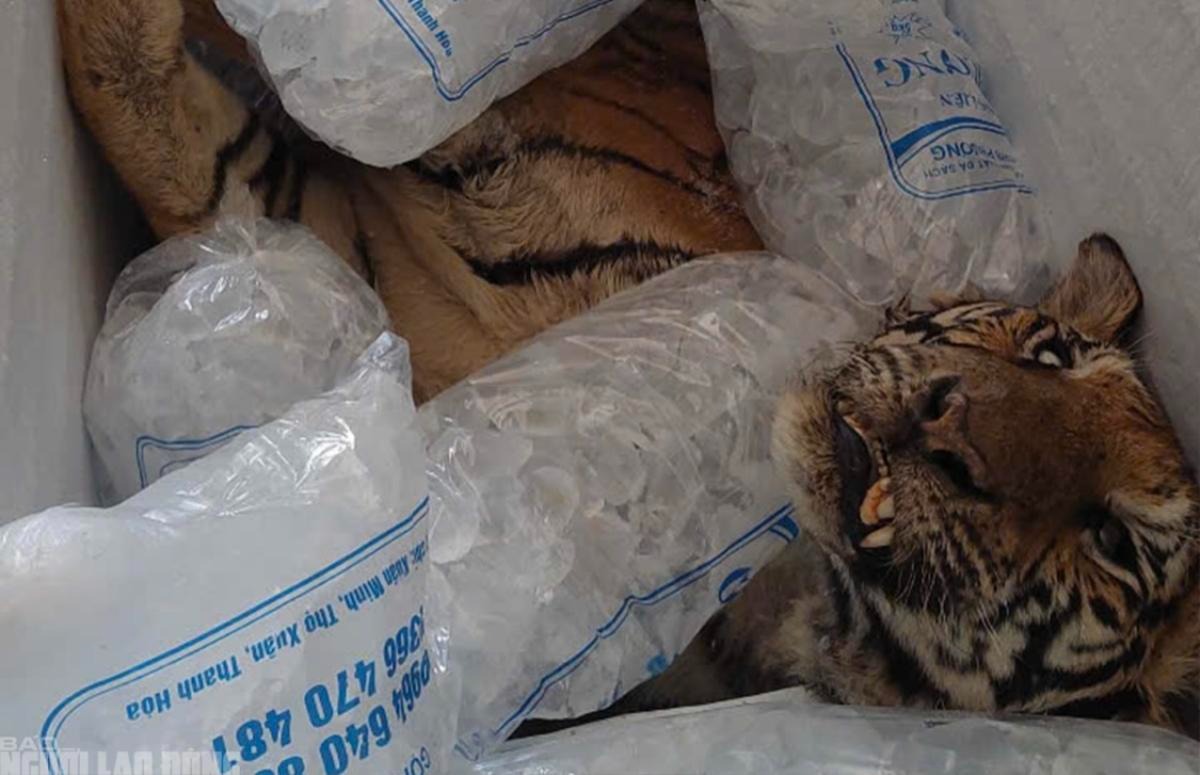 Hai con hổ chết bất thường tại trang trại nuôi nhốt trái phép, cơ quan chức năng vào cuộc