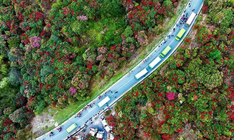 Hoa đỗ quyên 'trăm dặm đua nở' ở Trung Quốc