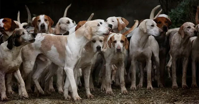 Hòn đảo  Sivri Ada với 80.000 chú chó bị bỏ rơi ở Thổ Nhĩ Kỳ