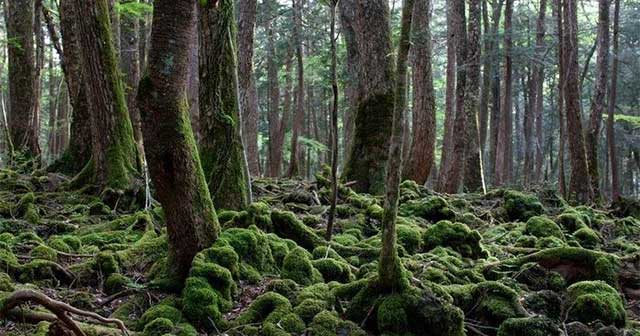 Khám phá Aokigahara: Khu rừng bí ẩn của Nhật Bản