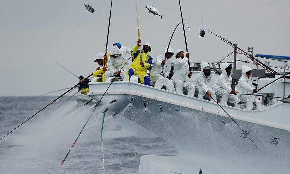 Phương pháp câu cá ngừ truyền thống để làm sashimi ngon ở Nhật Bản