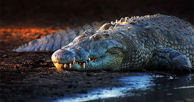 Tại sao lại có 12.000 con cá sấu sông Nile sinh sống trong hồ giữa sa mạc?