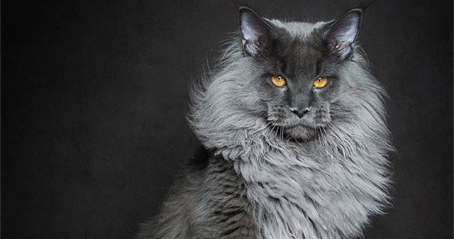 Tại sao mèo Maine Coon rất đẹp, nhưng lại có ít người nuôi?