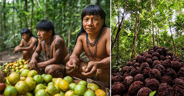 Tại sao rừng nhiệt đới Amazon lại có nhiều loại cây ăn được như vậy?