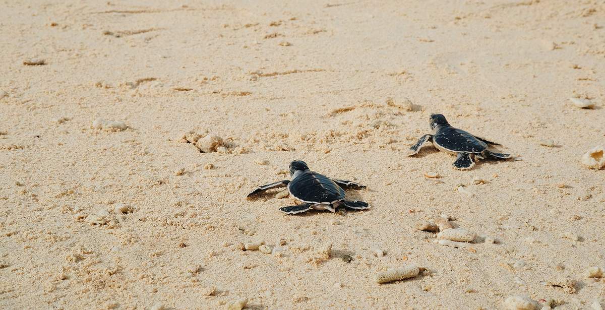 Thú vị hành trình thả rùa con ở Côn Đảo của Mavis Vi Vu Ký