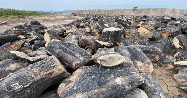 Tìm thấy mỏ hóa thạch lớn nhất Đông Nam Á ở Việt Nam