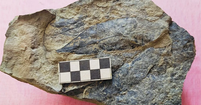 Yên Bái phát hiện hóa thạch hơn 5 triệu năm tuổi