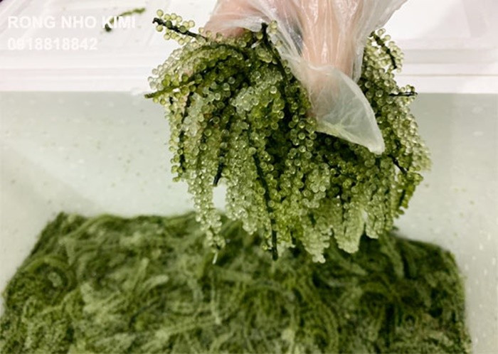 Lợi ích bất ngờ của rong nho cho sức khỏe